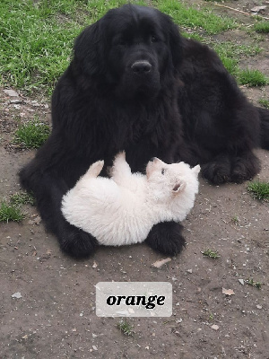 CHIOT orange