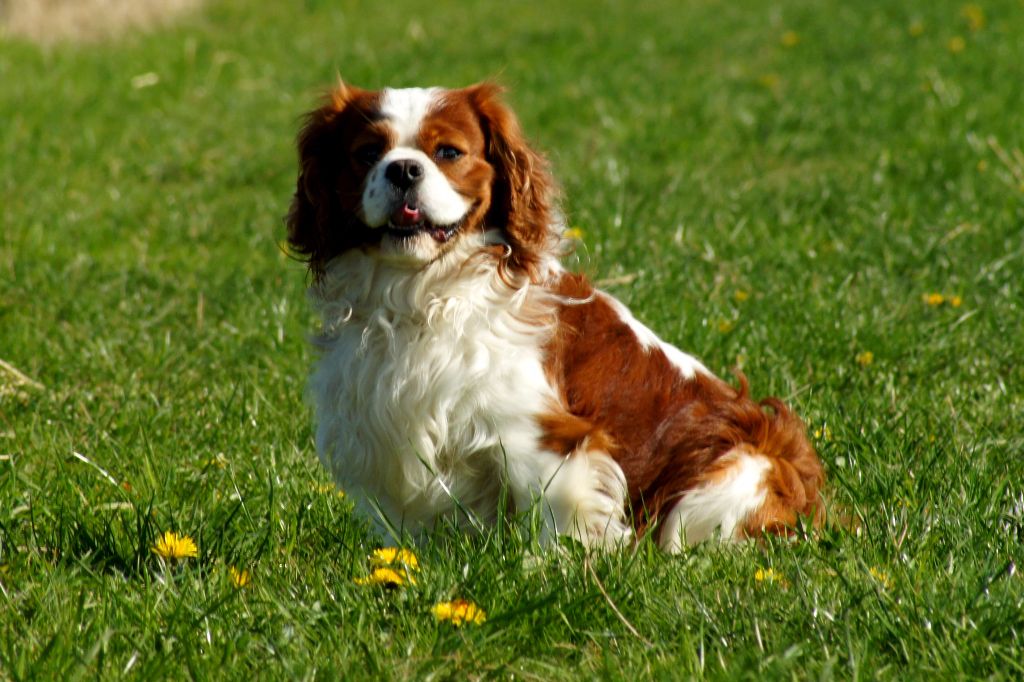 des Trésors De L'Atipyque Mon chien