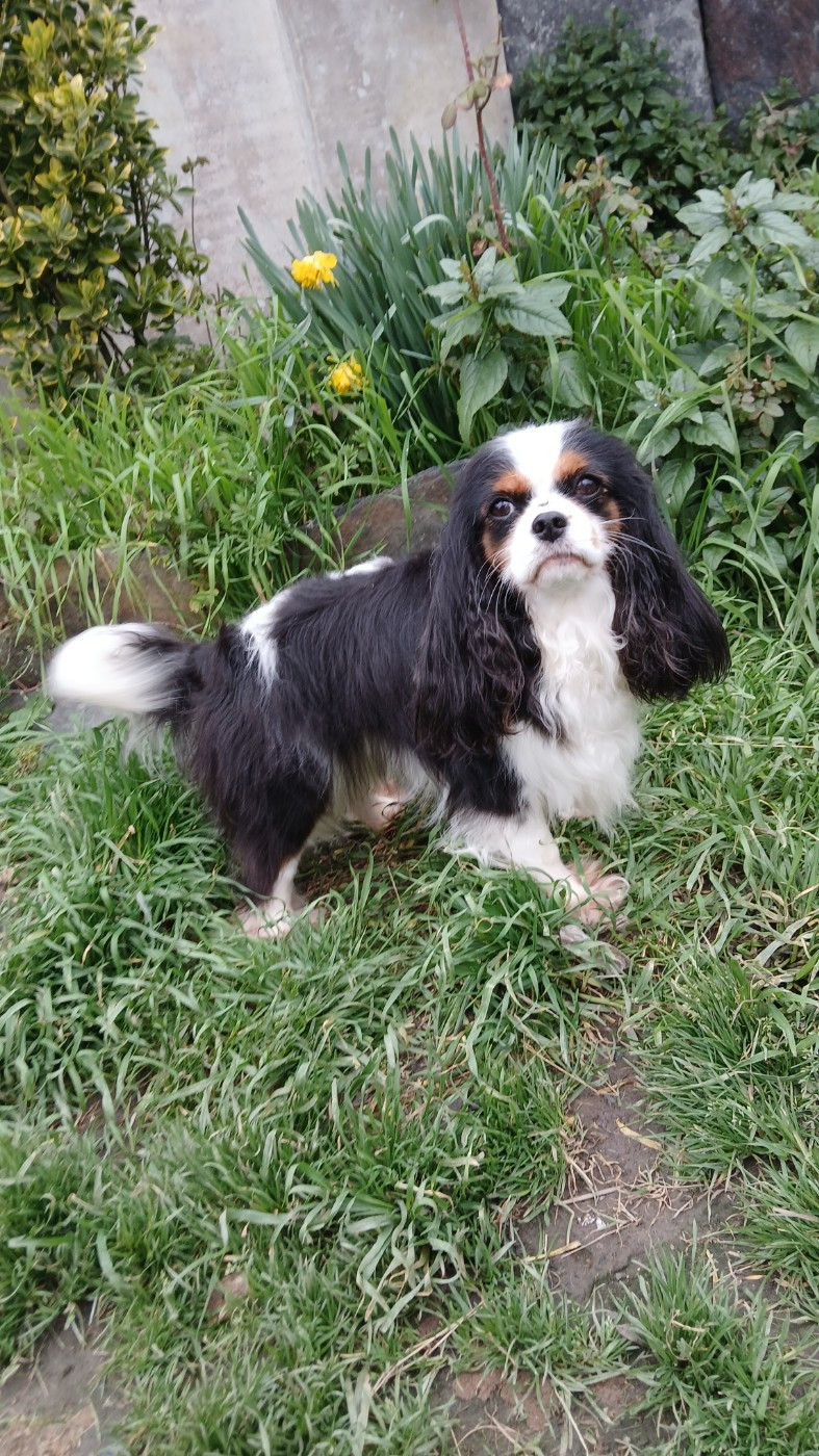 Tiara des Trésors De L'Atipyque