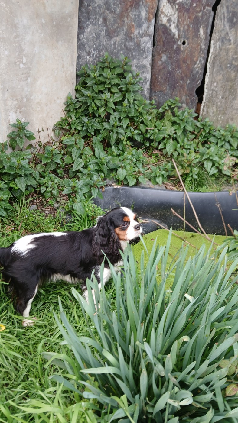 Tinny climber des Trésors De L'Atipyque