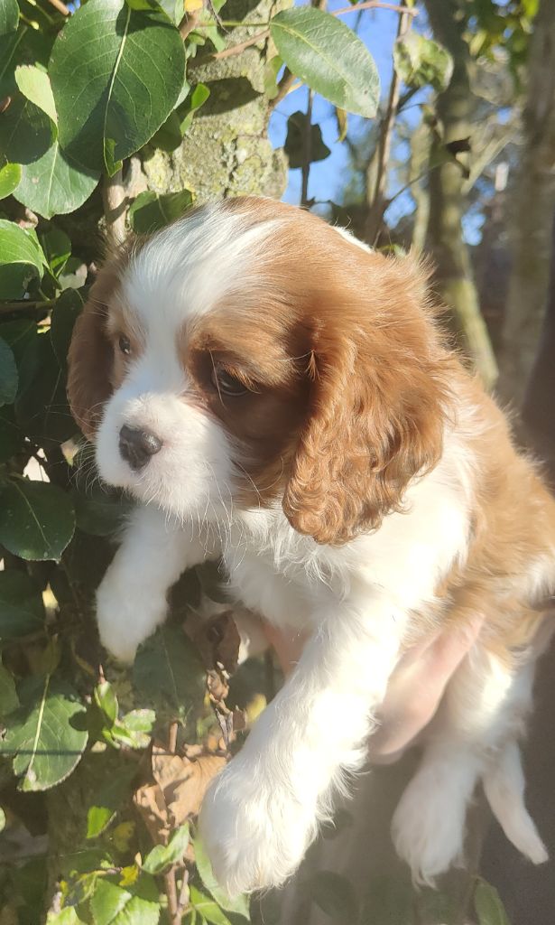 Chiots disponibles