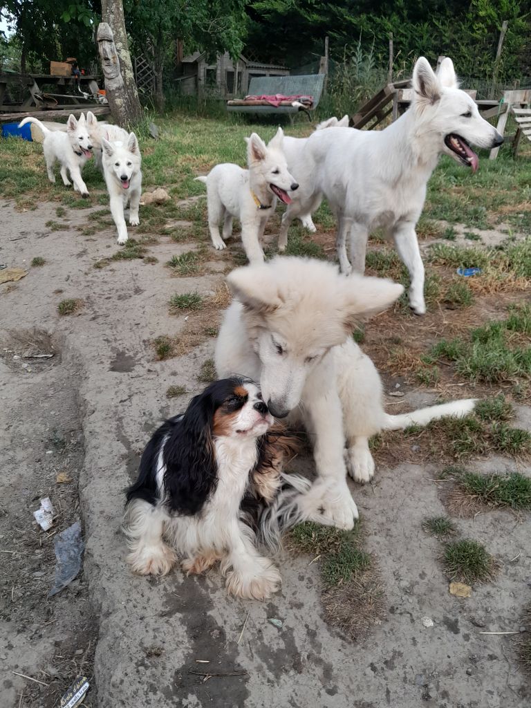 Chiot Berger Blanc Suisse des Trésors De L'Atipyque