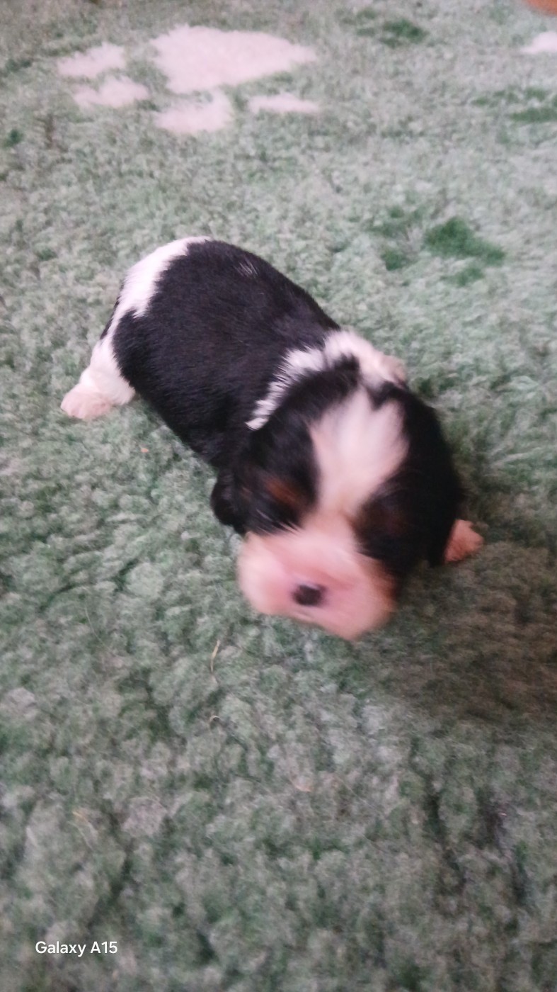 des Trésors De L'Atipyque - Chiots disponibles - Cavalier King Charles Spaniel