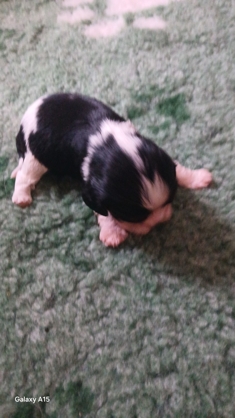 des Trésors De L'Atipyque - Chiots disponibles - Cavalier King Charles Spaniel