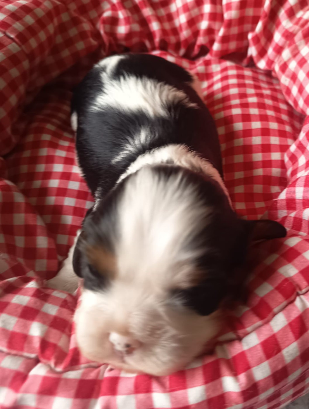 des Trésors De L'Atipyque - Chiots disponibles - Cavalier King Charles Spaniel