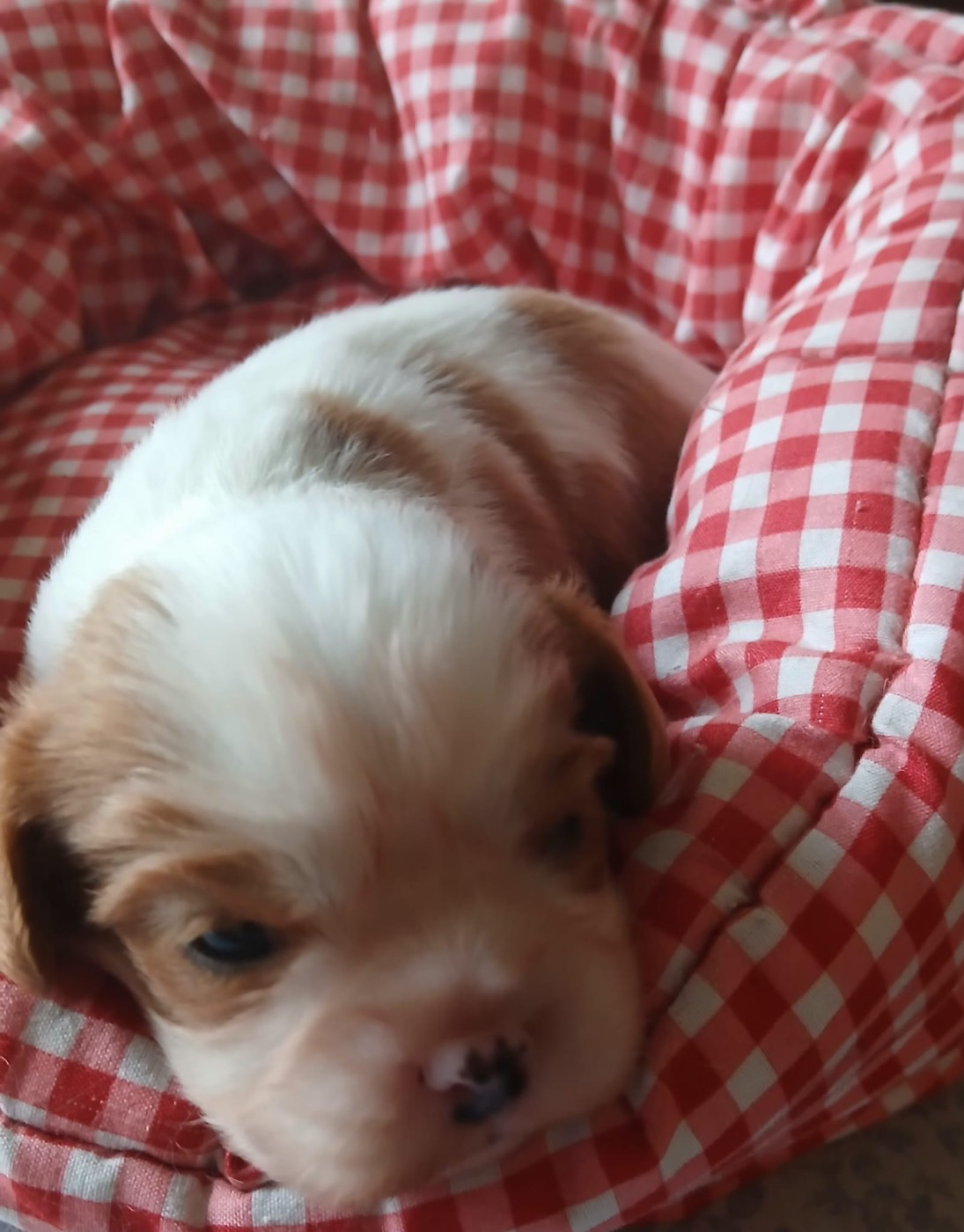 des Trésors De L'Atipyque - Chiots disponibles - Cavalier King Charles Spaniel