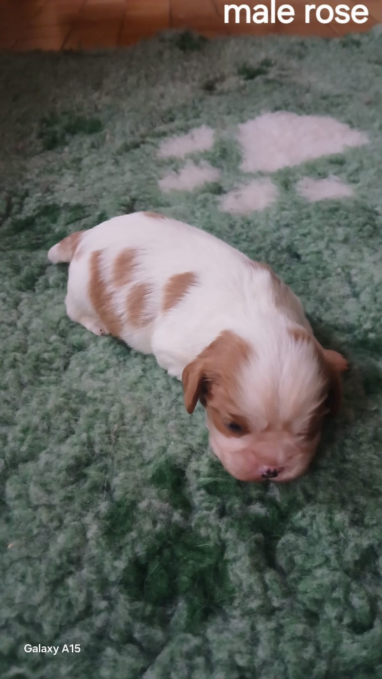 des Trésors De L'Atipyque - Chiots disponibles - Cavalier King Charles Spaniel