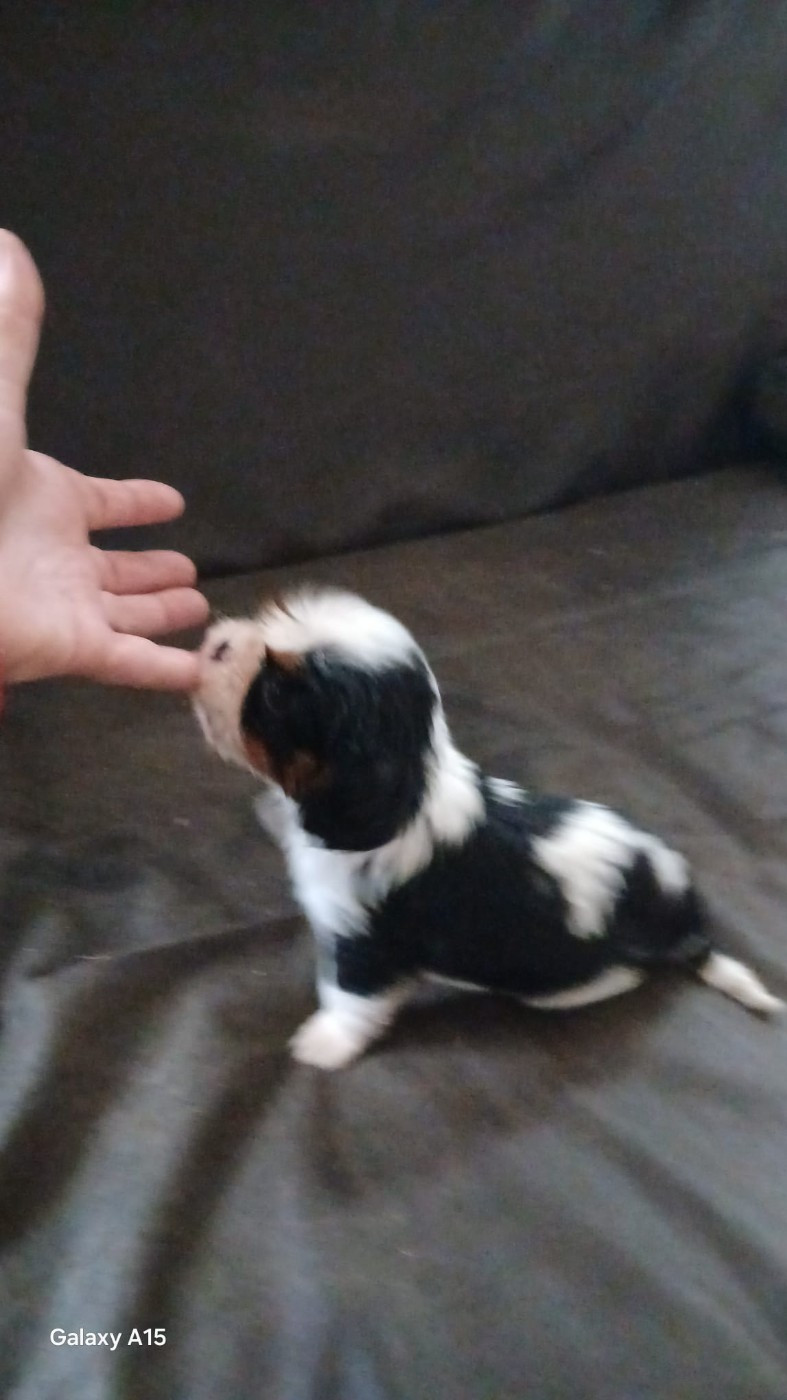 des Trésors De L'Atipyque - Chiots disponibles - Cavalier King Charles Spaniel