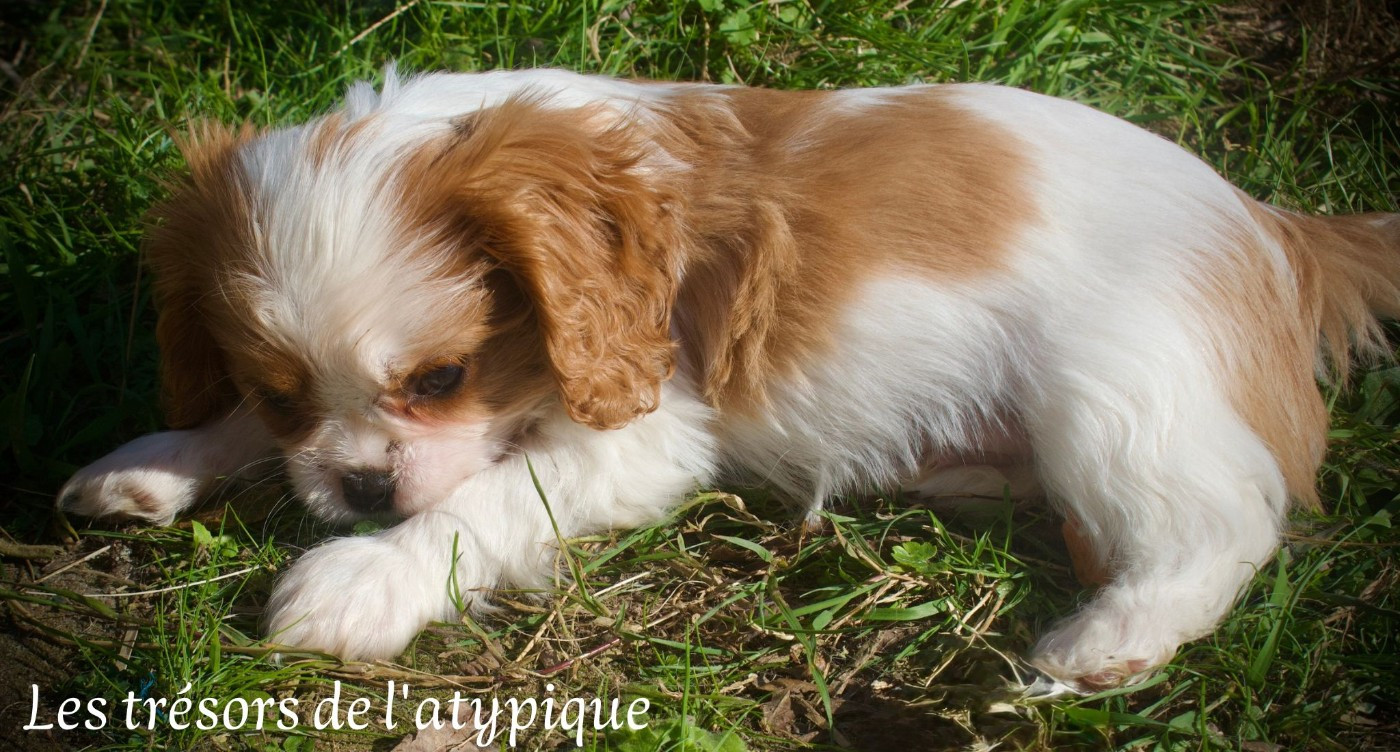 des Trésors De L'Atipyque - Chiots disponibles - Cavalier King Charles Spaniel