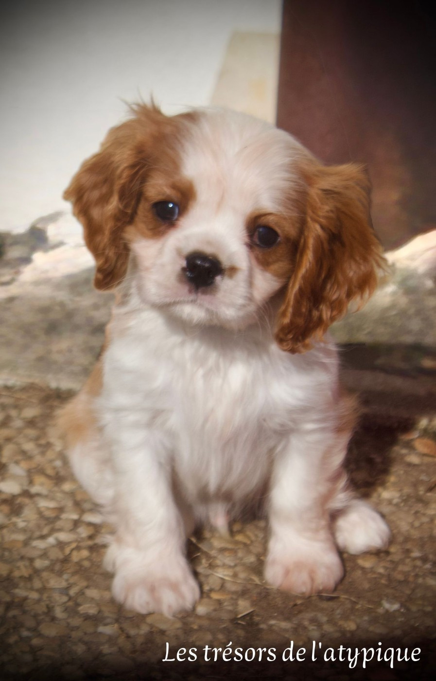 des Trésors De L'Atipyque - Chiots disponibles - Cavalier King Charles Spaniel