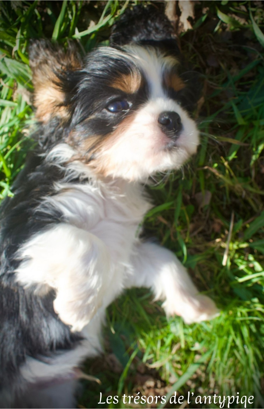 des Trésors De L'Atipyque - Chiots disponibles - Cavalier King Charles Spaniel