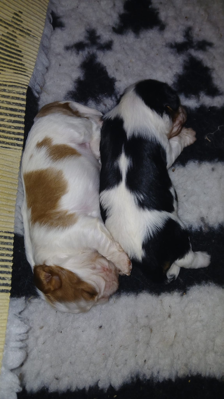 des Trésors De L'Atipyque - Cavalier King Charles Spaniel - Portée née le 07/07/2026