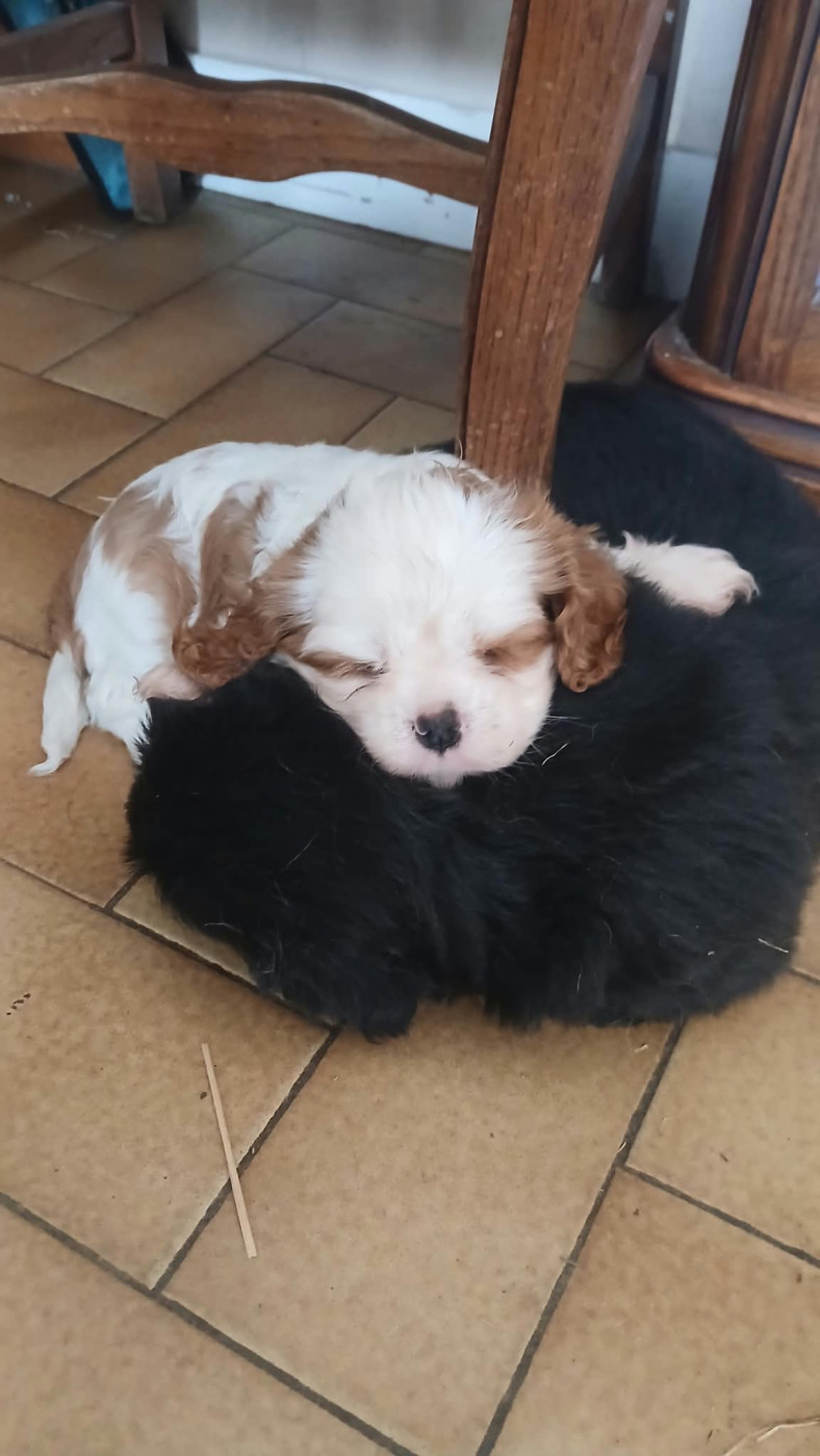des Trésors De L'Atipyque - Chiots disponibles - Cavalier King Charles Spaniel