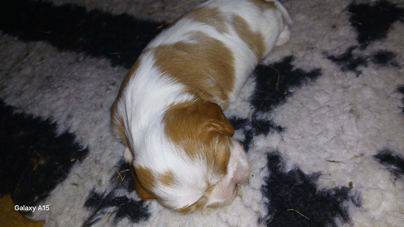 des Trésors De L'Atipyque - Chiots disponibles - Cavalier King Charles Spaniel