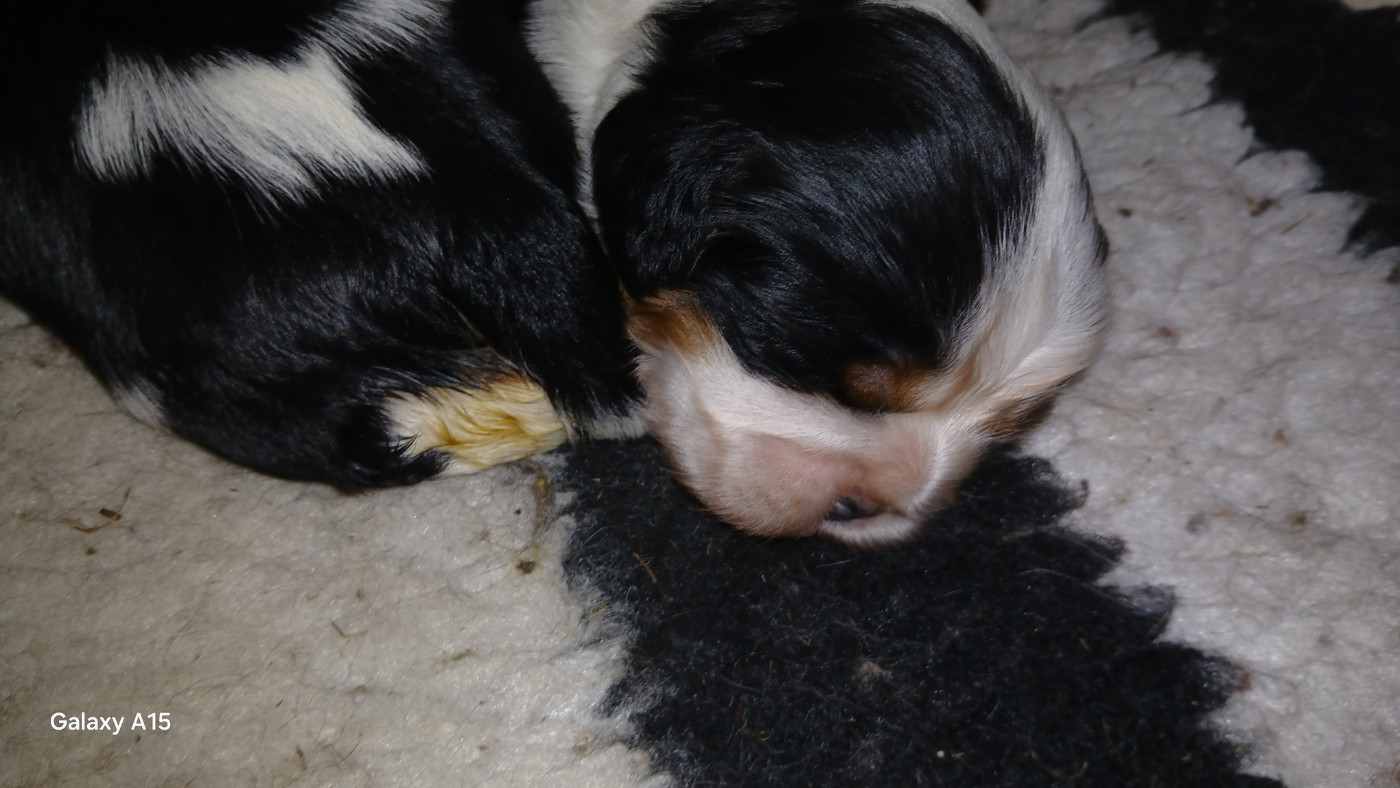 des Trésors De L'Atipyque - Chiots disponibles - Cavalier King Charles Spaniel