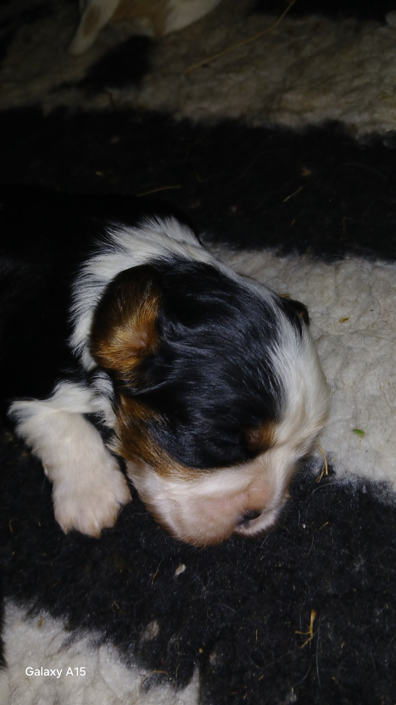 des Trésors De L'Atipyque - Chiots disponibles - Cavalier King Charles Spaniel