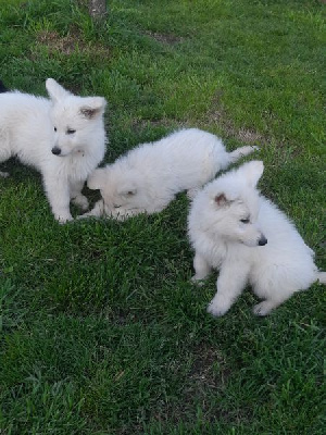 CHIOT rouge