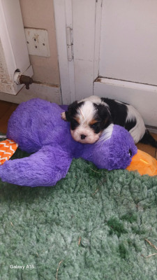 Chiot N°1