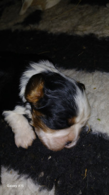 CHIOT 3