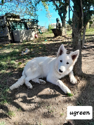 CHIOT vert foncé