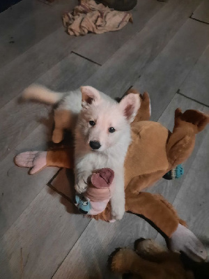 CHIOT rose clair